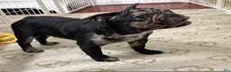 French Bulldog dogs for sale: French Bulldog Puppy 2 - Ad 1