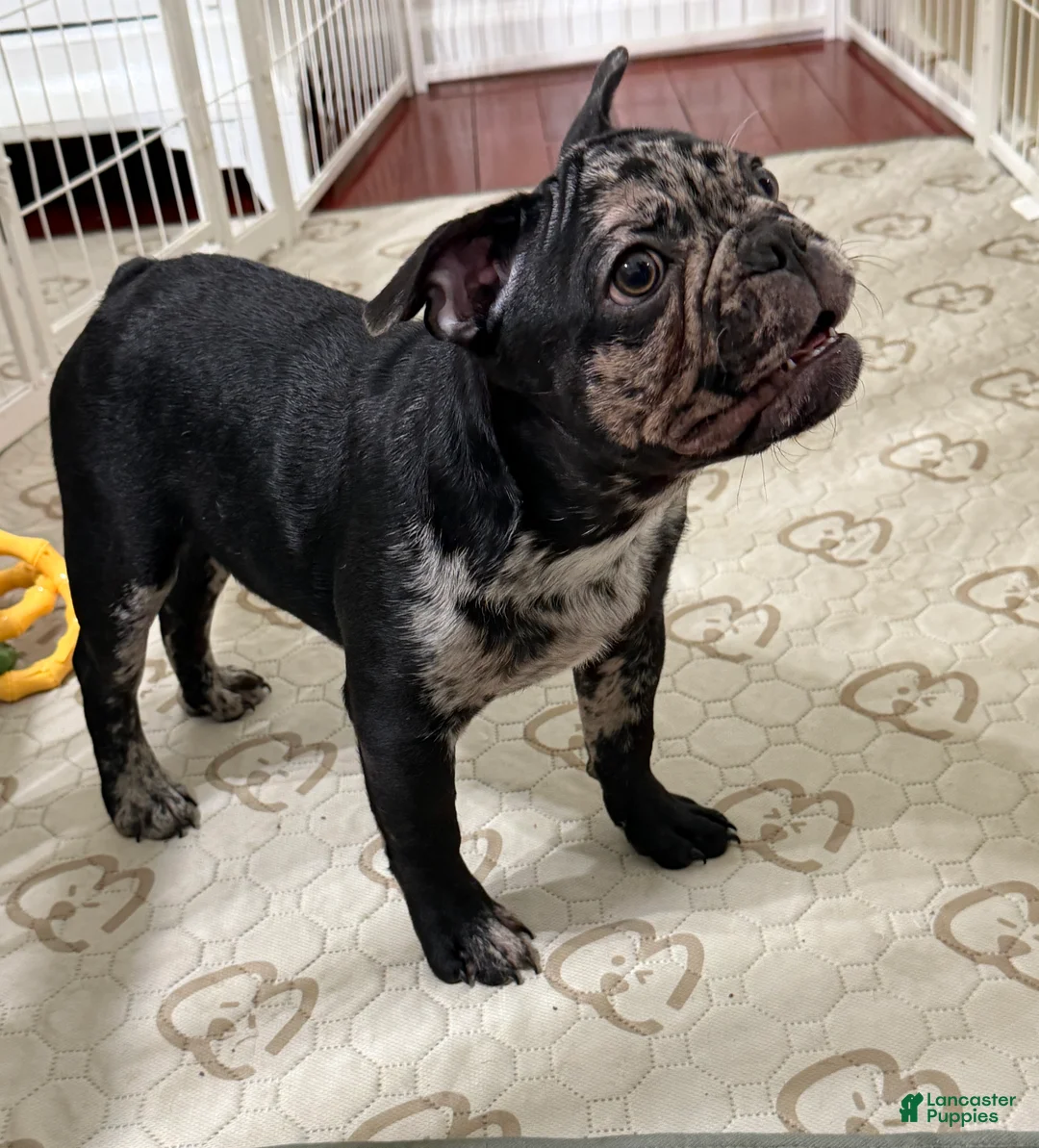 French Bulldog dogs for sale: French Bulldog Puppy 2 - Ad 1