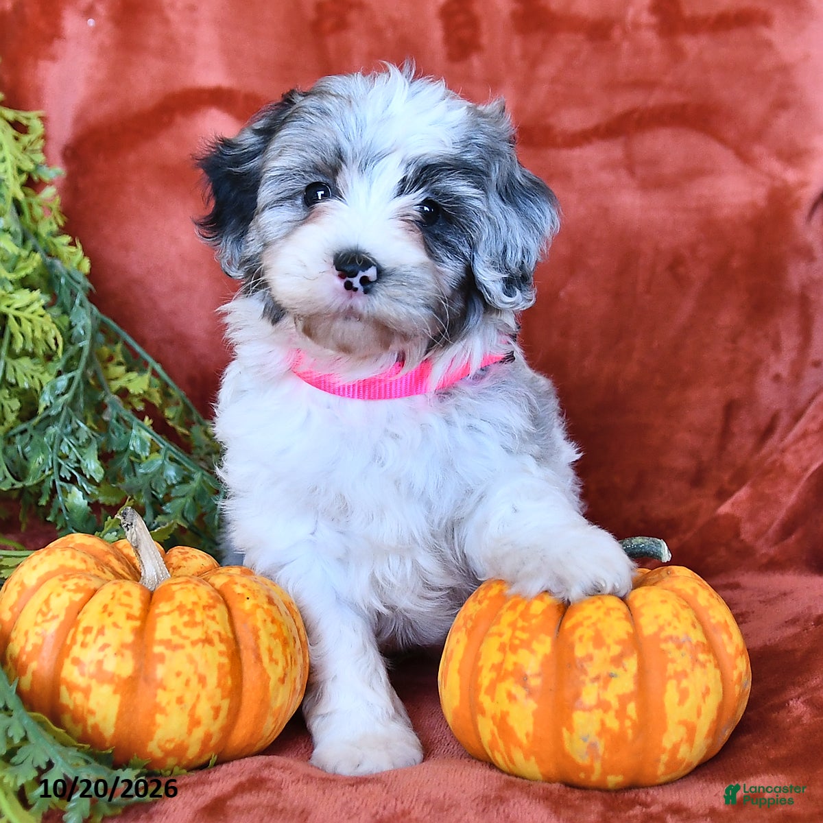 Aussiedoodle dogs for sale: Amara  - Ad 4