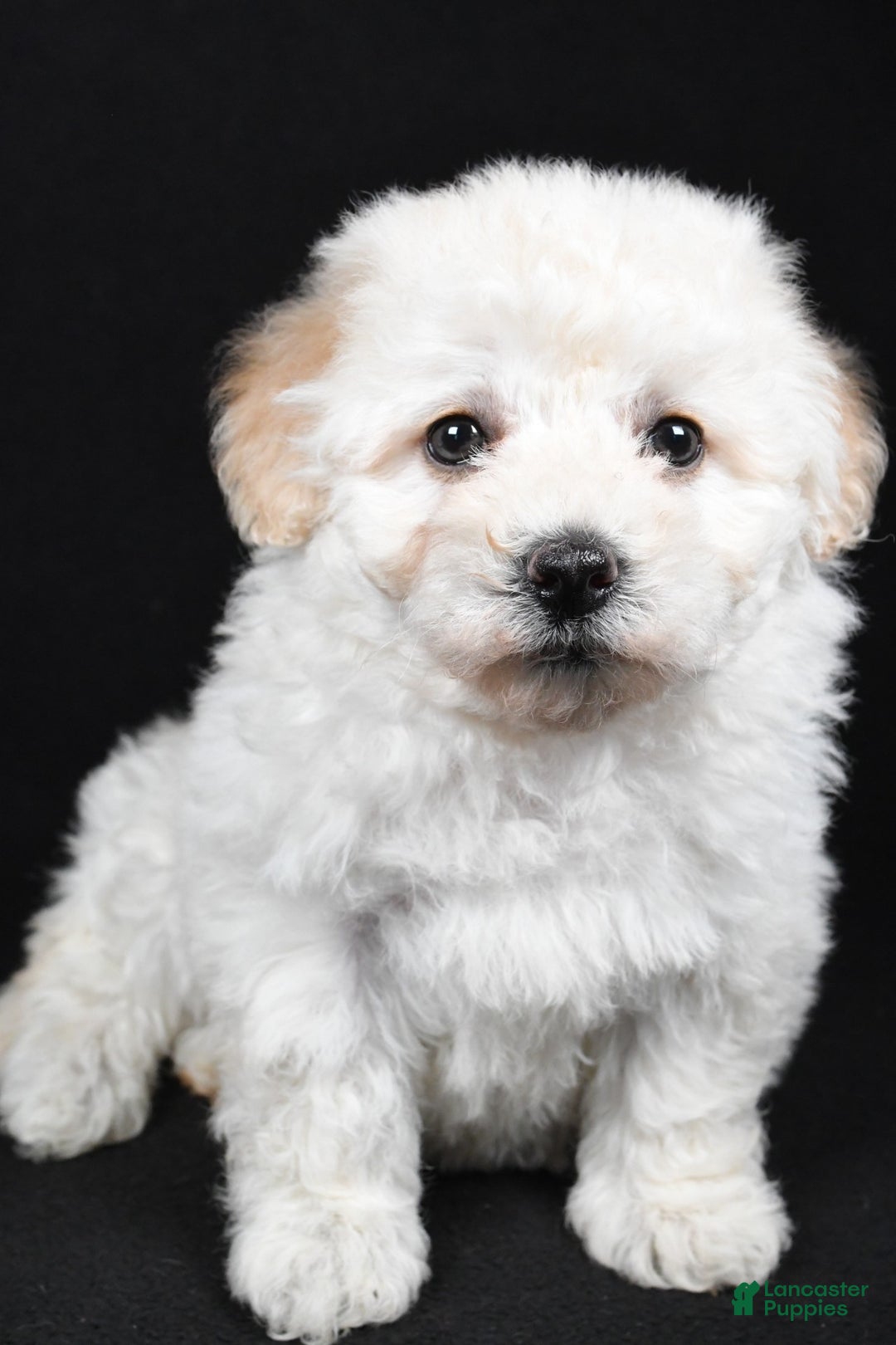 Bichpoo dogs for sale: wendy - Ad 3