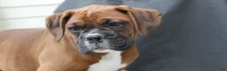 Boxer dogs for sale: Alex - Ad 7