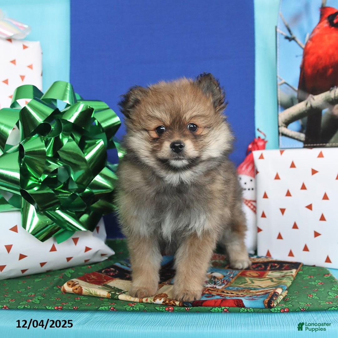 Pomeranian dogs for sale: Sunshine - Ad 5