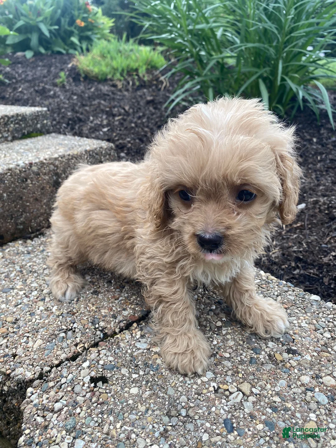 Cavapoo dogs for sale: Bruno - Ad 2
