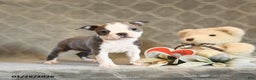 Boston Terrier dogs for sale: Heather - Ad 1