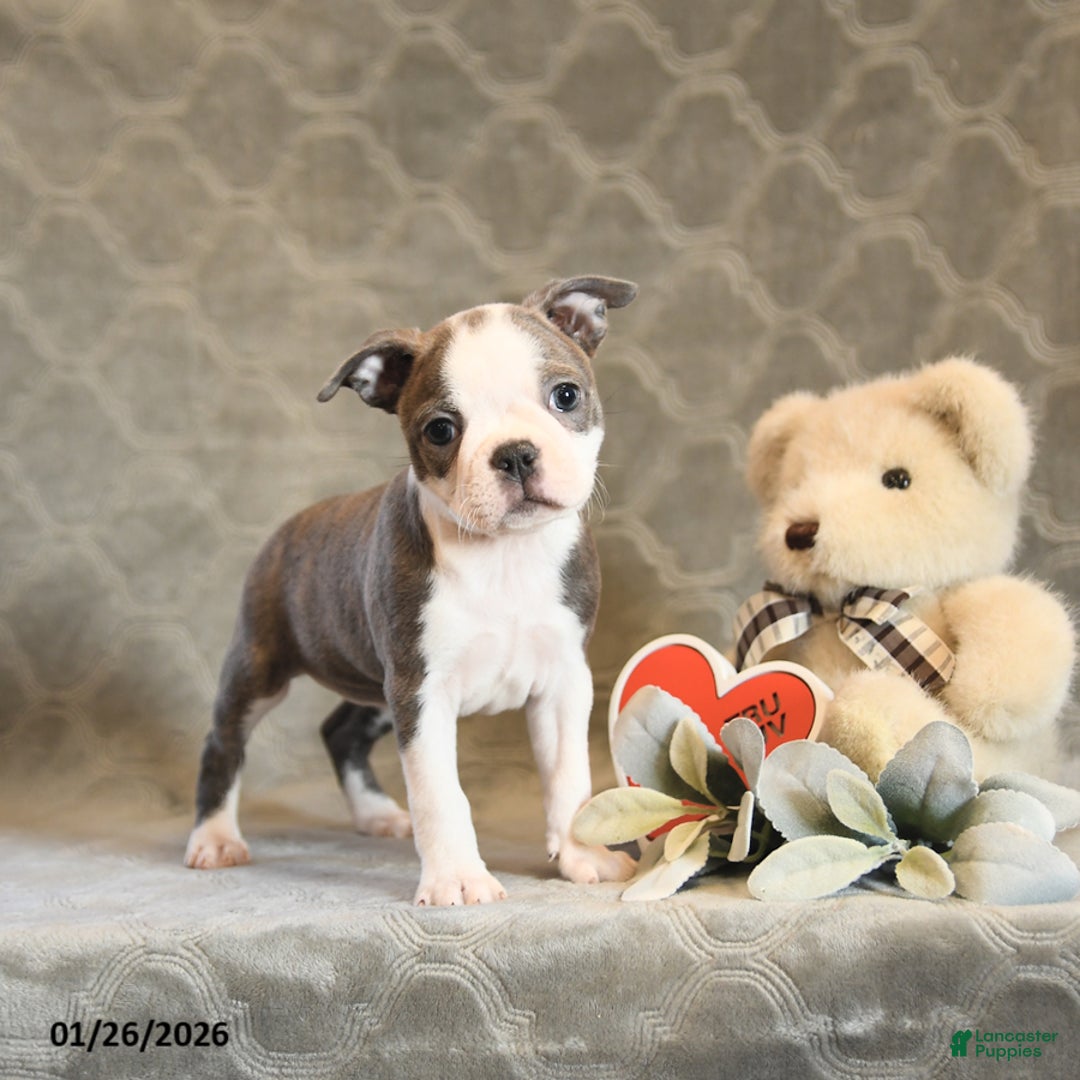 Boston Terrier dogs for sale: Heather - Ad 1