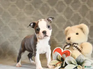 Boston Terrier dogs Heather - Ad 7