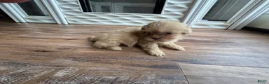 Shih Tzu 3