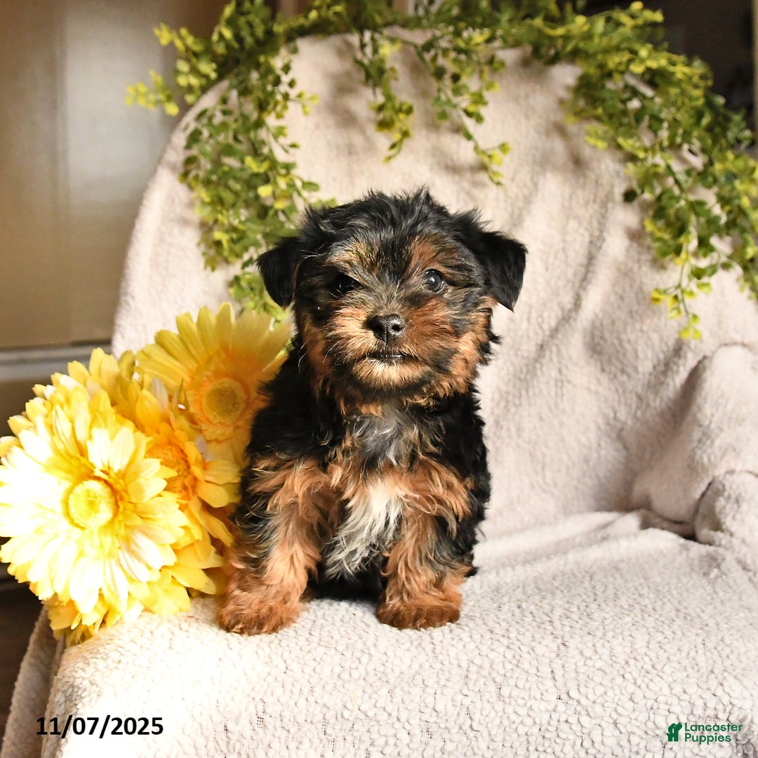 Yorkshire Terrier dogs for sale: Benji - Ad 3