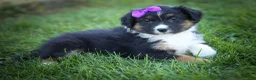 Mini Aussiedoodle dogs for sale: Larson🐾 - Ad 5