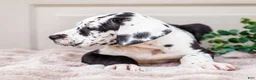 Great Dane dogs for sale: Lilly - Ad 4
