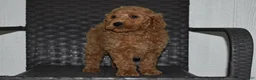 Goldendoodle dogs for sale: Bo - Ad 2