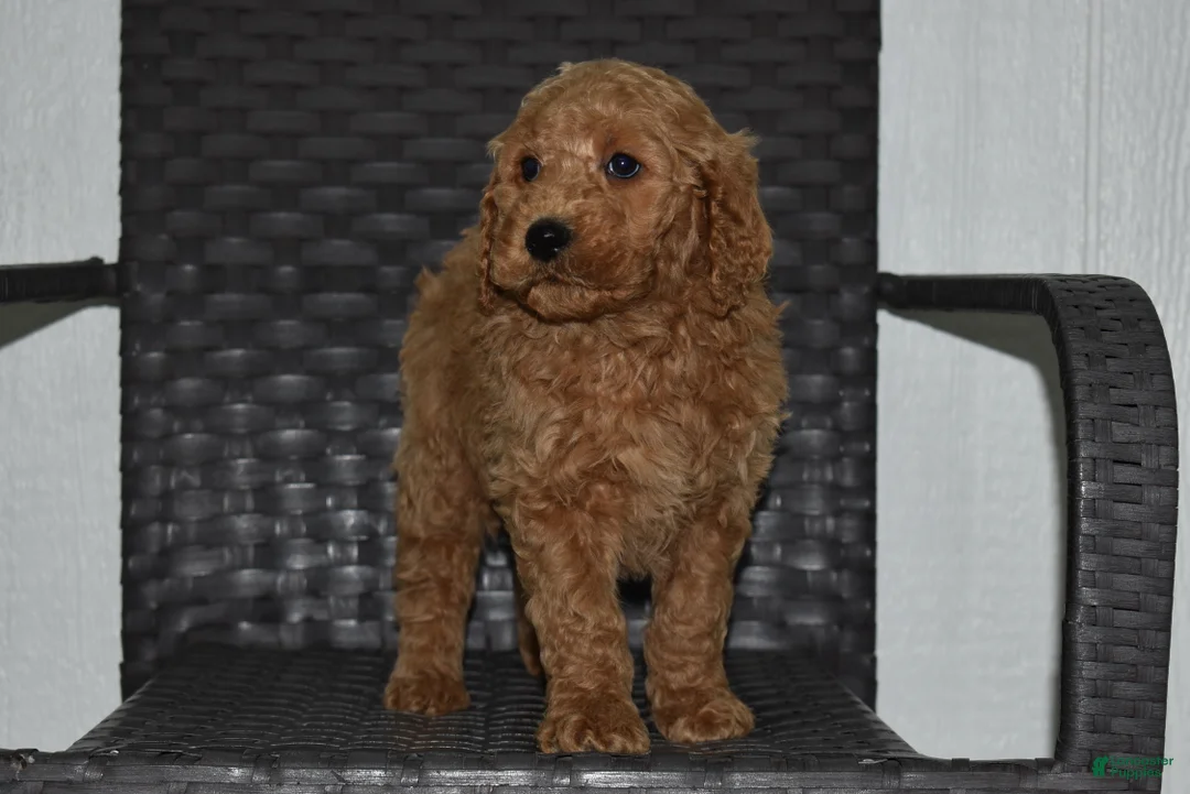 Goldendoodle dogs for sale: Bo - Ad 2