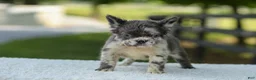 French Bulldog dogs for sale: Kendra - Ad 6