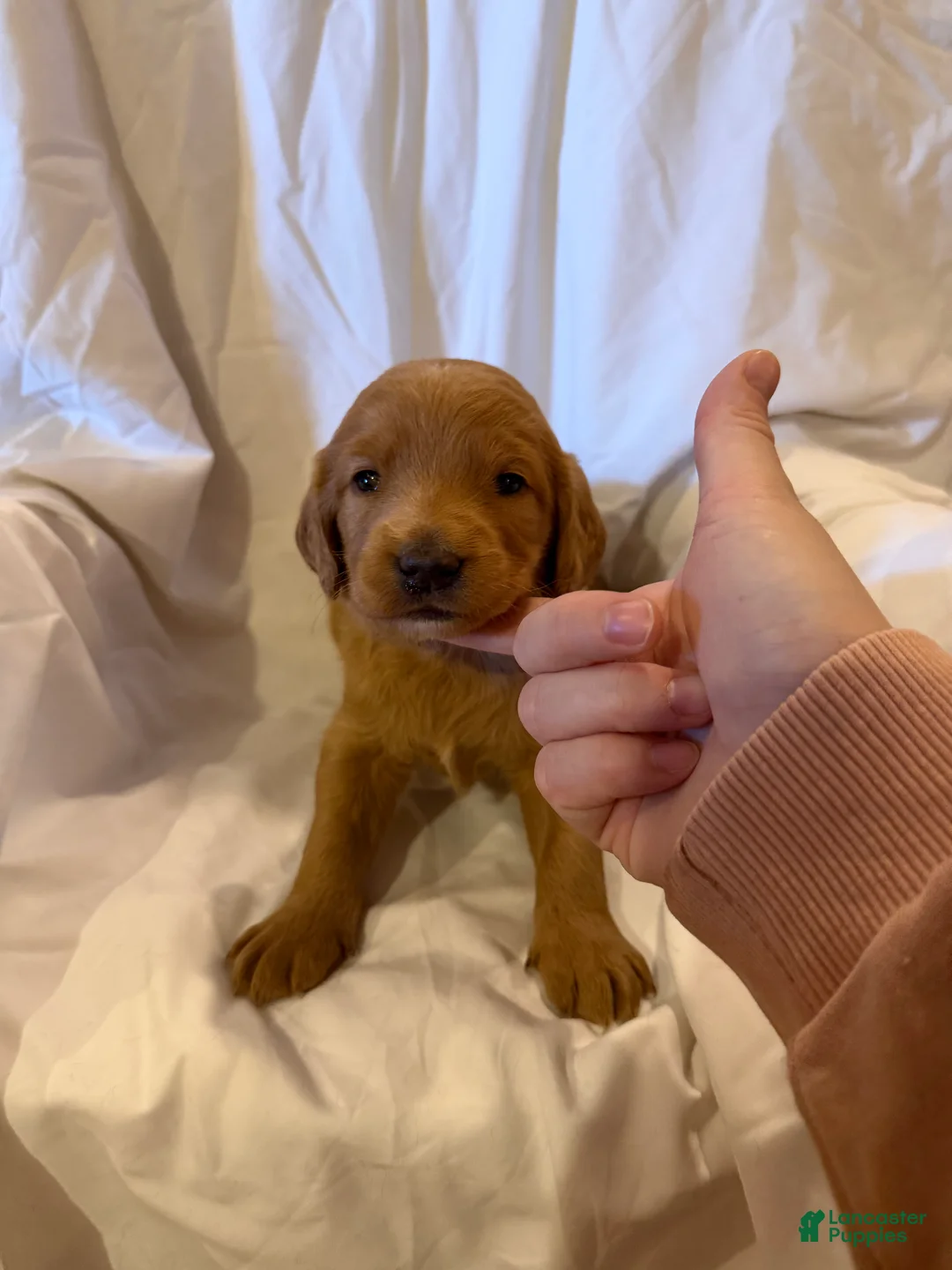 Labradoodle dogs for sale: Labradoodle Red - Ad 2