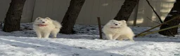 Samoyed dogs for sale: Samoyed 3 - Ad 2