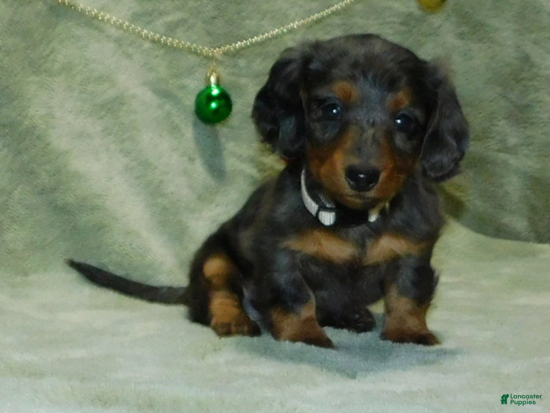 Miniature Dachshund dogs for sale: Miniature Dachshund Puppy 1 - Ad 7