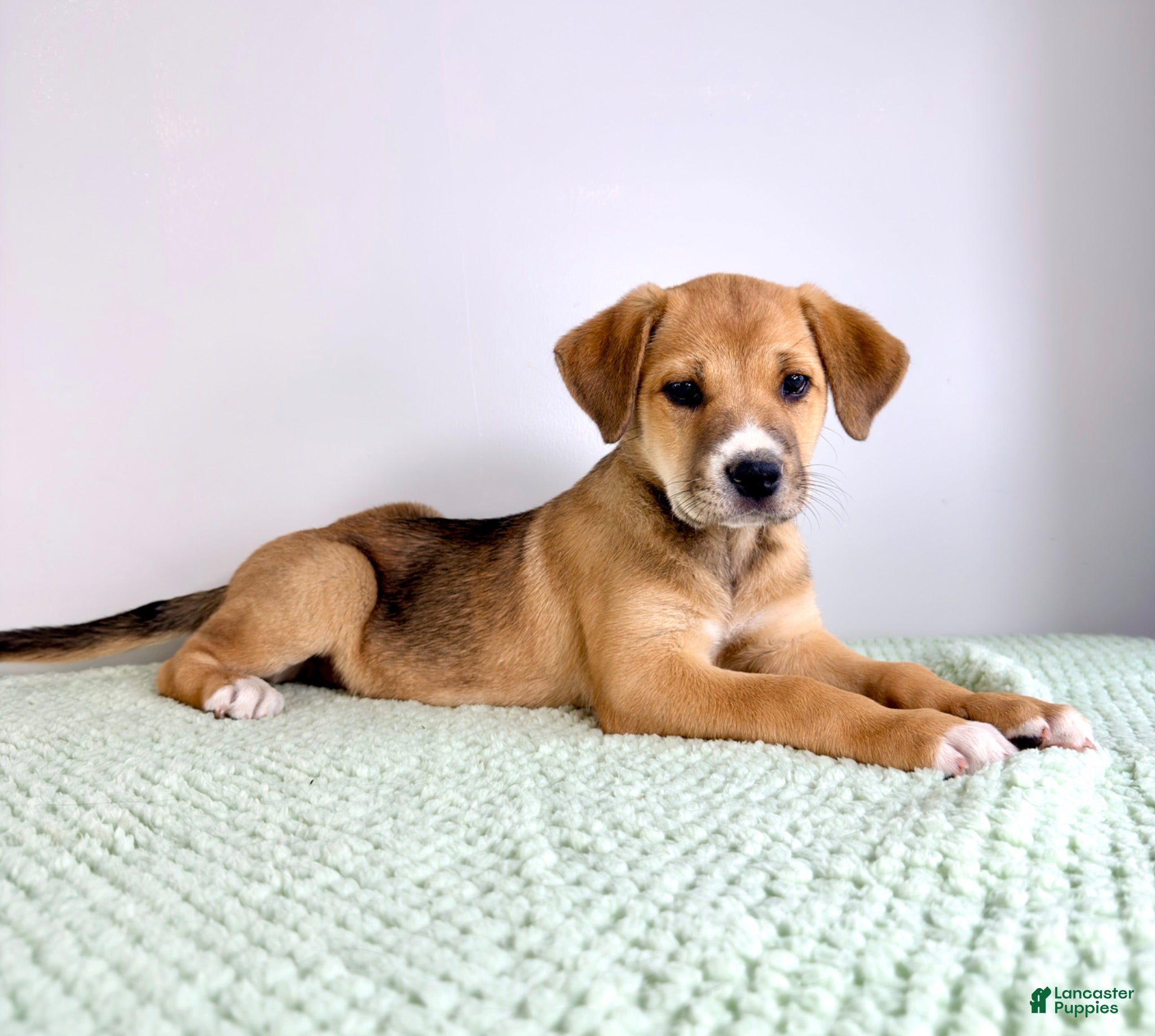 Mixed Breed dogs Callie - Ad 31