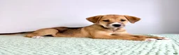 Mixed Breed dogs for sale: Callie - Ad 1