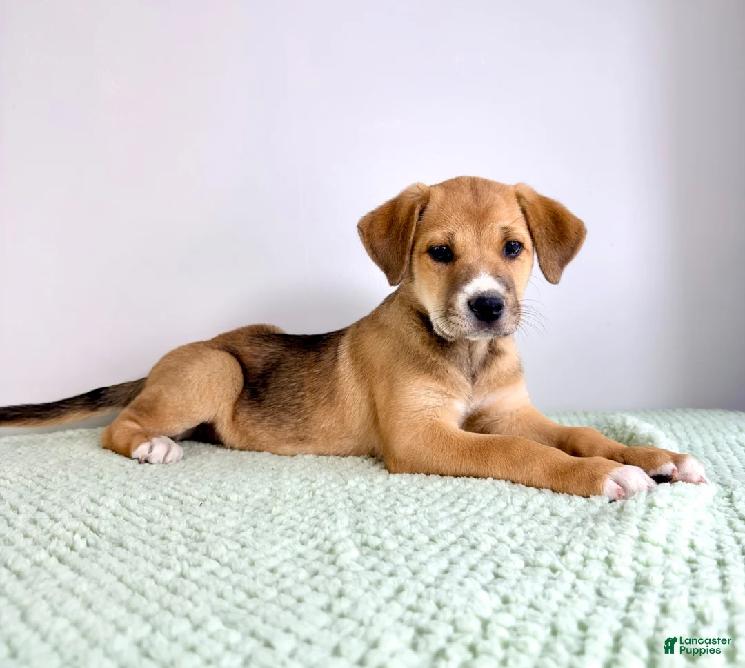 Mixed Breed dogs for sale: Callie - Ad 1
