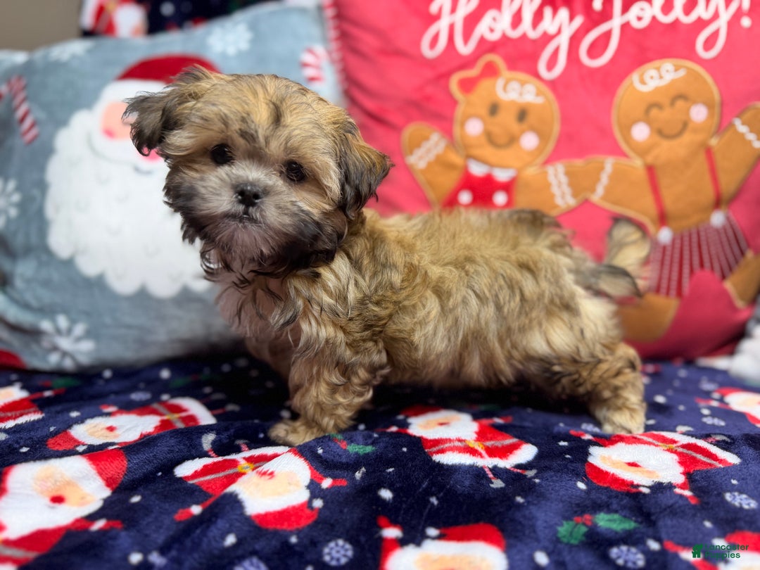 Malshi dogs for sale: Jin - Ad 4