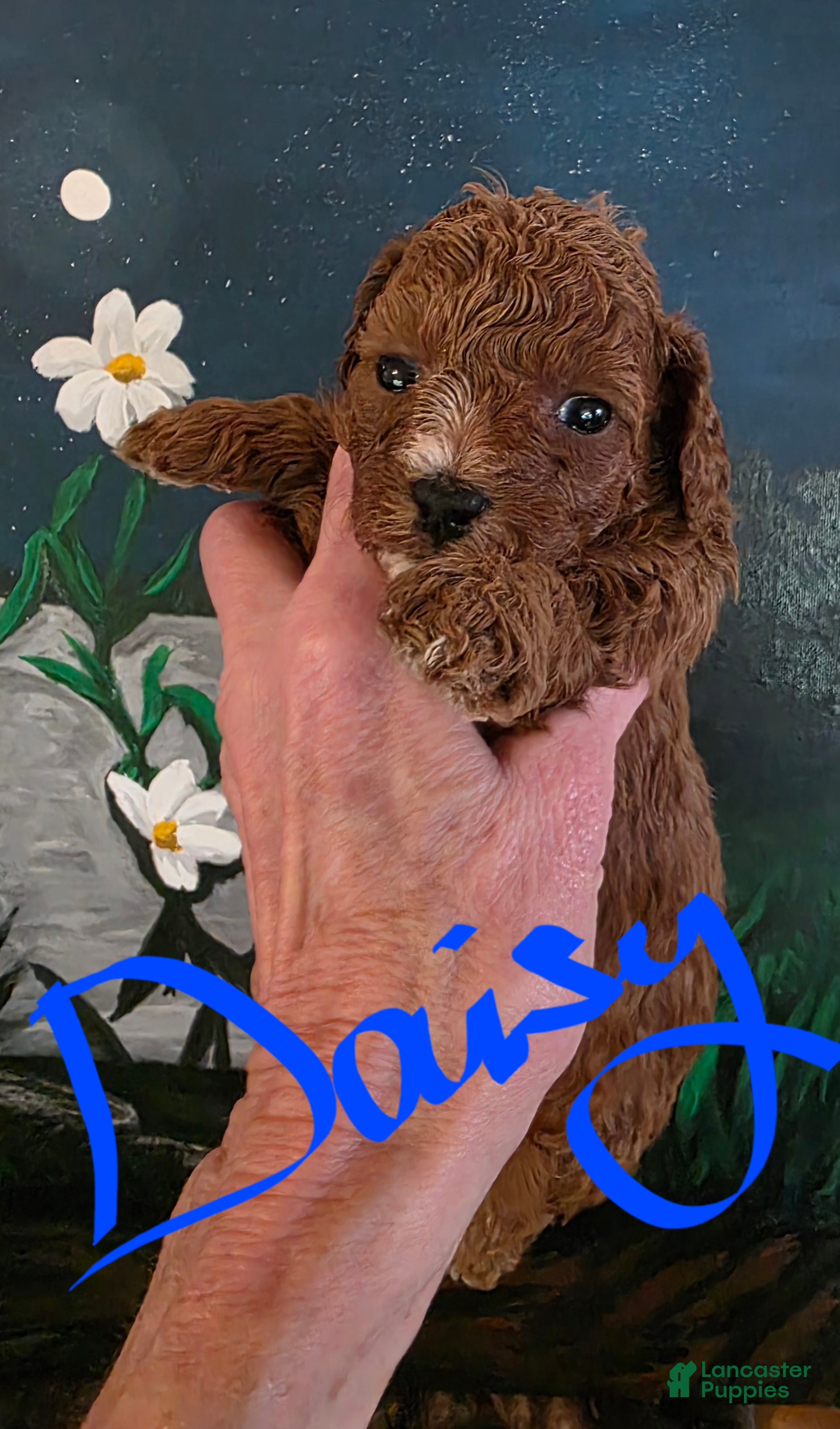 Toy Poodle dogs Toy Poodle DAISY  - Ad 2