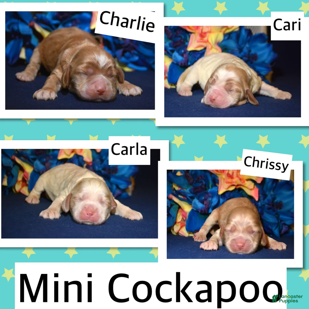 Cockapoo dogs for sale: Cockapoo Cari - Ad 2