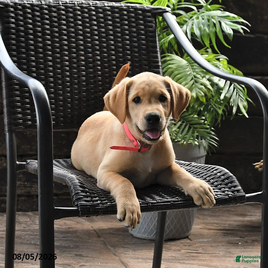 Labrador Retriever dogs Marigold - Ad 1