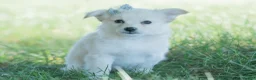 Chihuahua dogs for sale: Echo - Ad 5