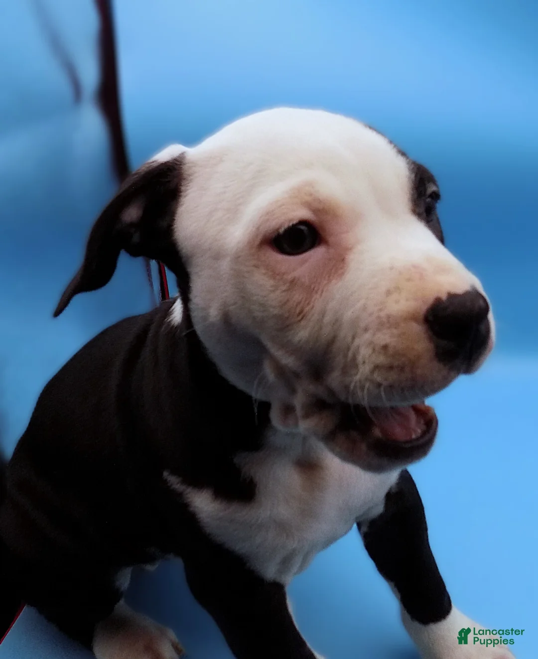 Mixed Breed dogs for sale: Nipper - Ad 9