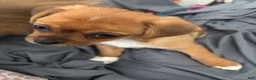 Mixed Breed dogs for sale: Mixed Breed 3 - Ad 2