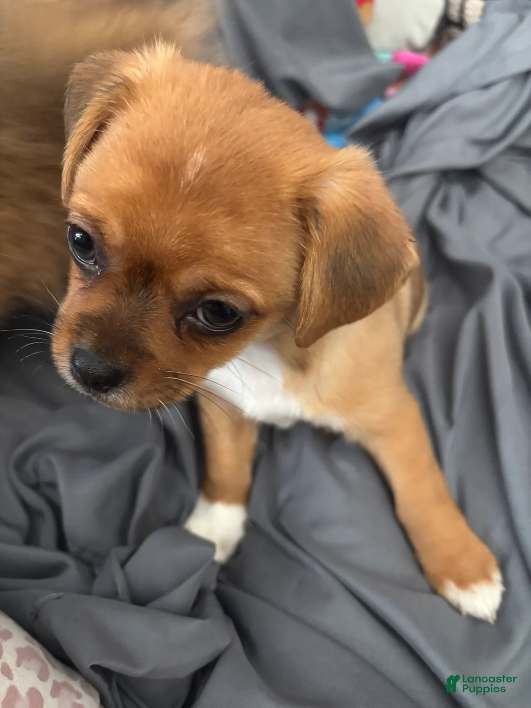 Mixed Breed dogs for sale: Mixed Breed 3 - Ad 2