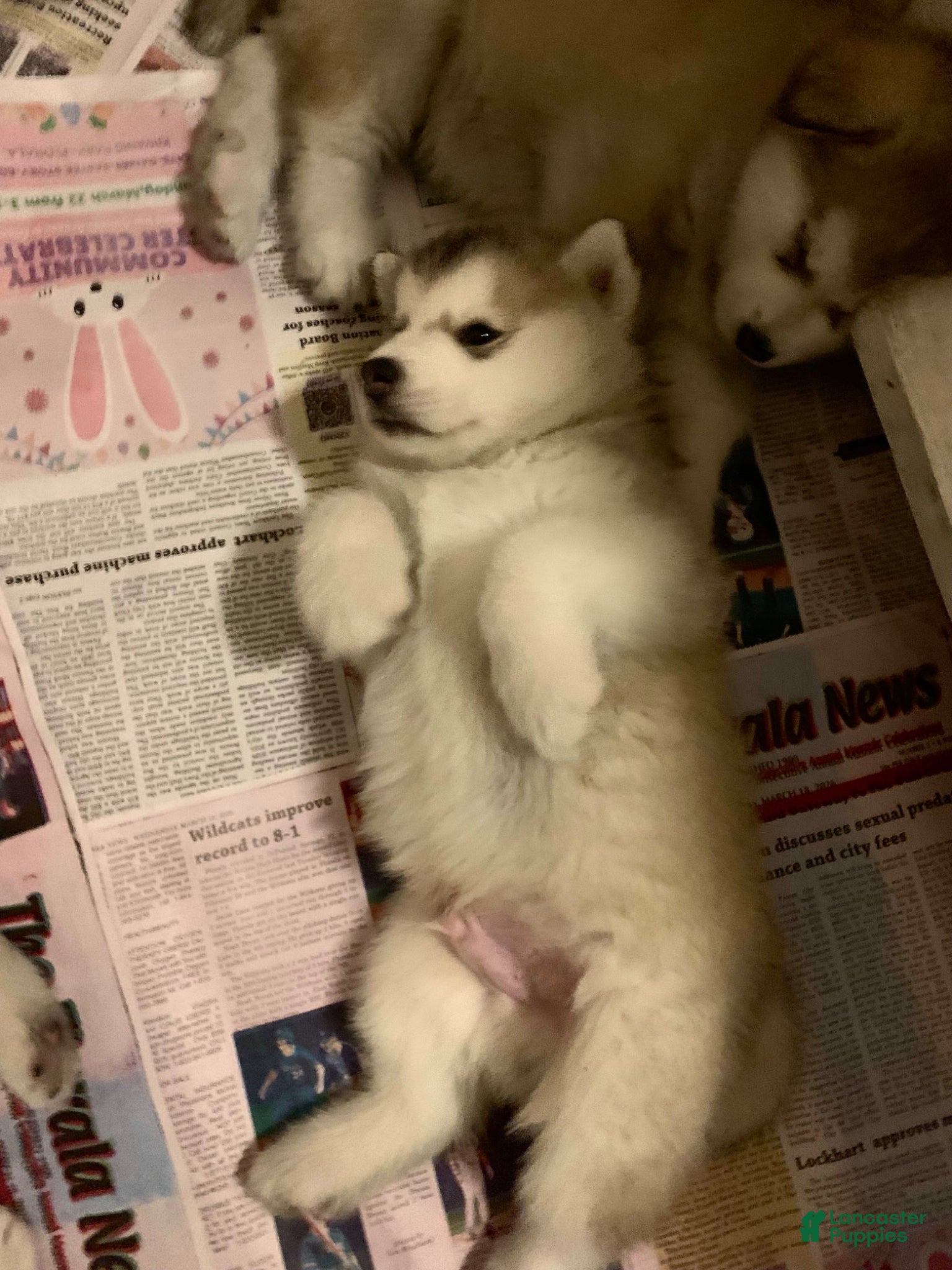Alaskan Malamute dogs Elvis - Ad 7