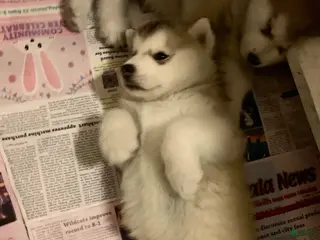 Alaskan Malamute dogs Elvis - Ad 10