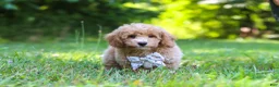 Bichpoo dogs for sale: Charlie  - Ad 8