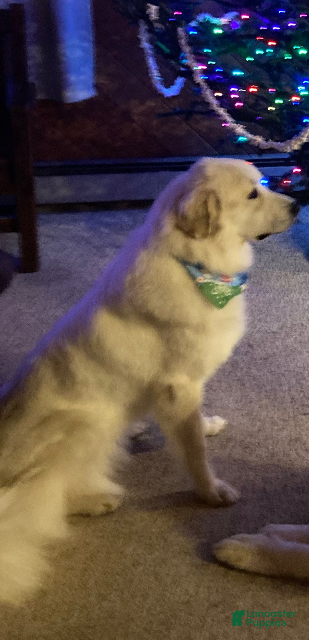 Great Pyrenees dogs for sale: Great Pyrenees Female Puppy - Pink - Ad 10