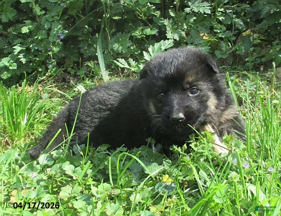 German Shepherd dogs for sale: Venus - Ad 1