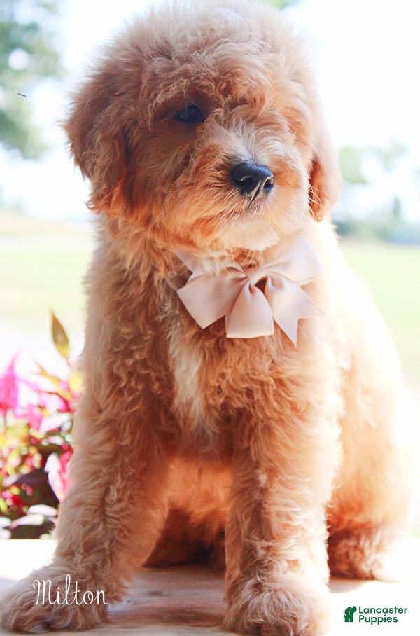 Mini Goldendoodle dogs Medium Goldendoodle Boy Milton - Ad 2