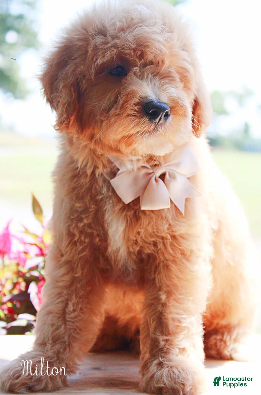 Mini Goldendoodle dogs for sale: Medium Goldendoodle Boy Milton - Ad 2