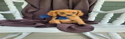 Cavapoo dogs for sale: Cavapoo Puppy 1 - Ad 29