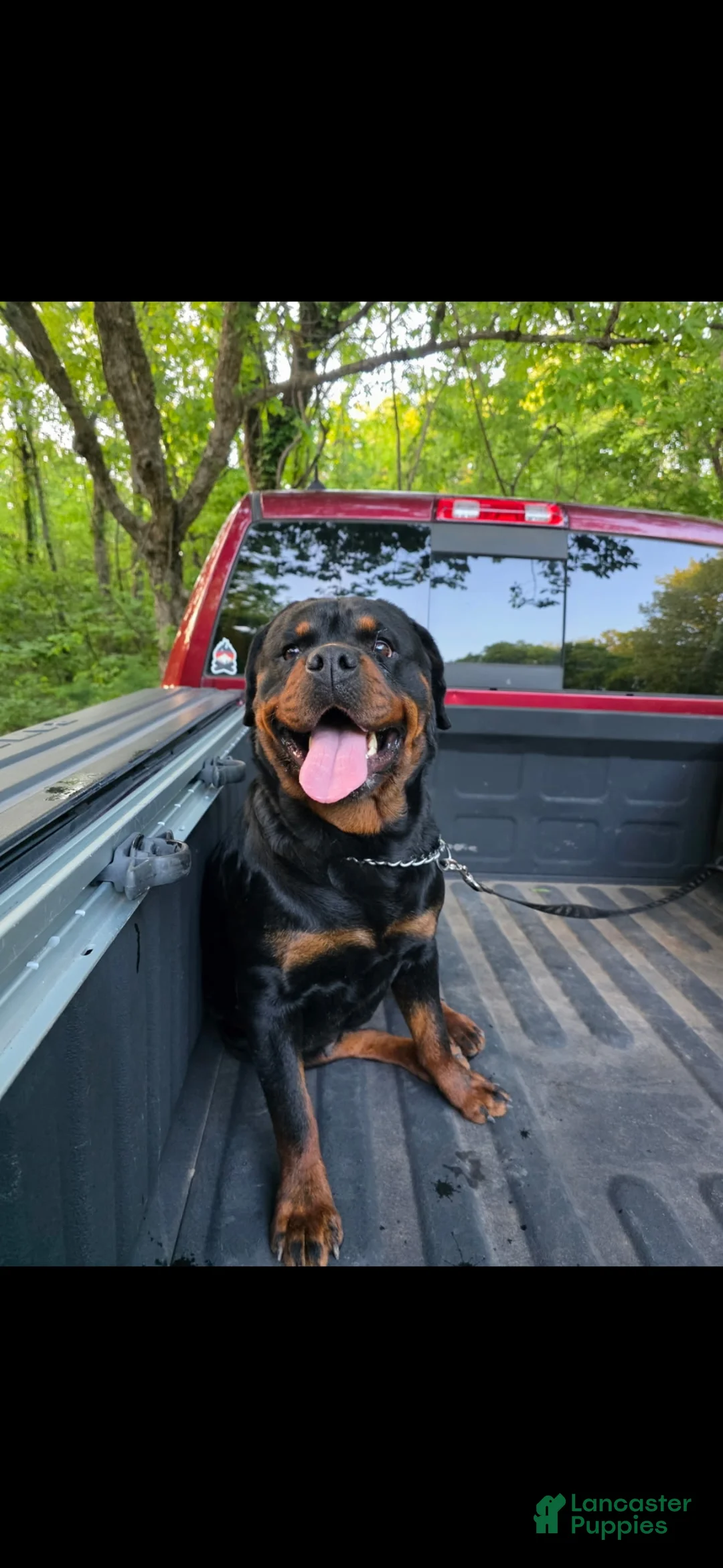 Rottweiler dogs for sale: Rottweiler Puppy 3 - Ad 5