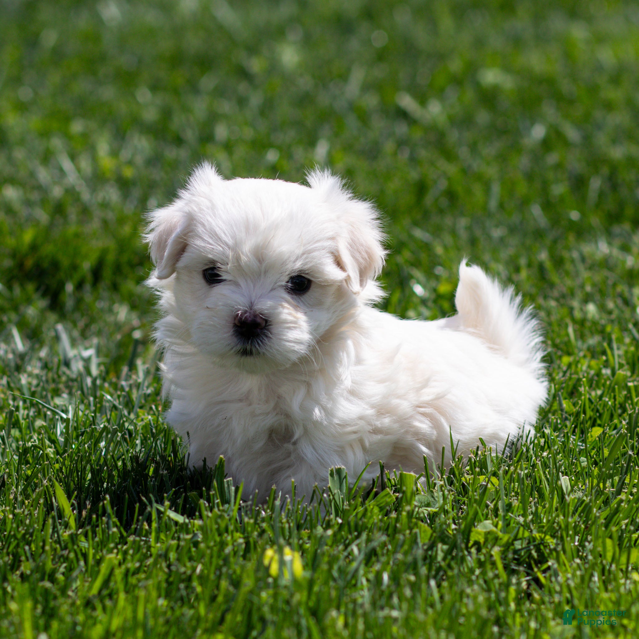 Maltese dogs Malcom Maltese Puppy  - Ad 1