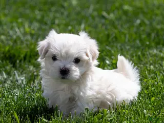 Maltese dogs for sale: Malcom Maltese Puppy - Ad 2