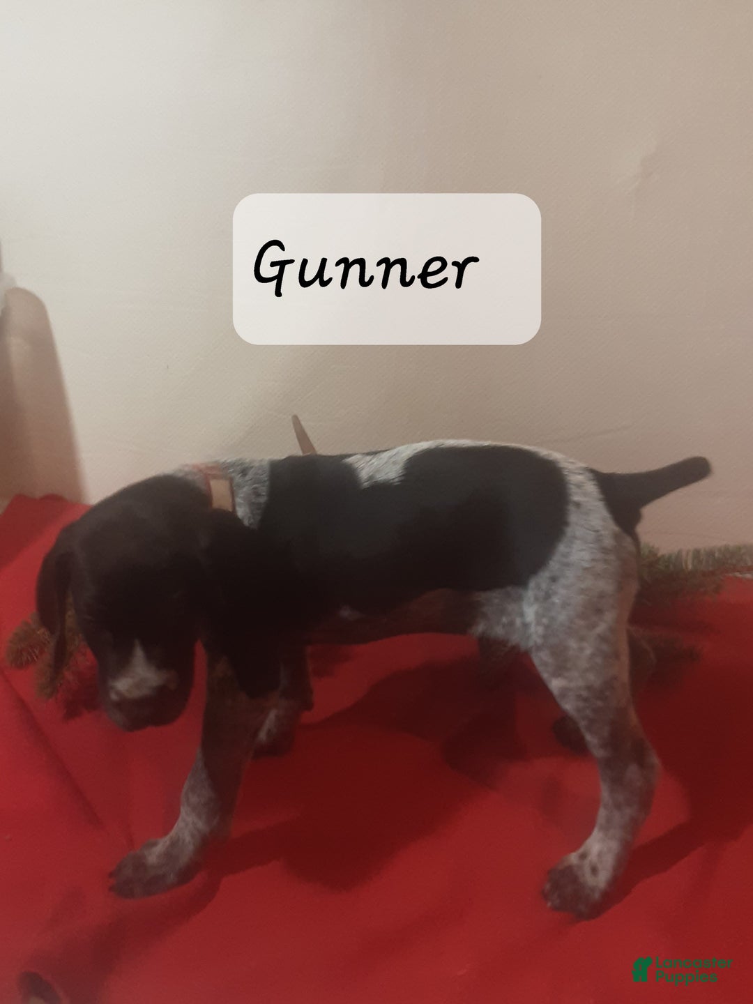 German Shorthaired Pointer dogs for sale: Gunner - Ad 3