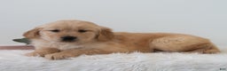 Golden Retriever dogs for sale: Sherlock  - Ad 2