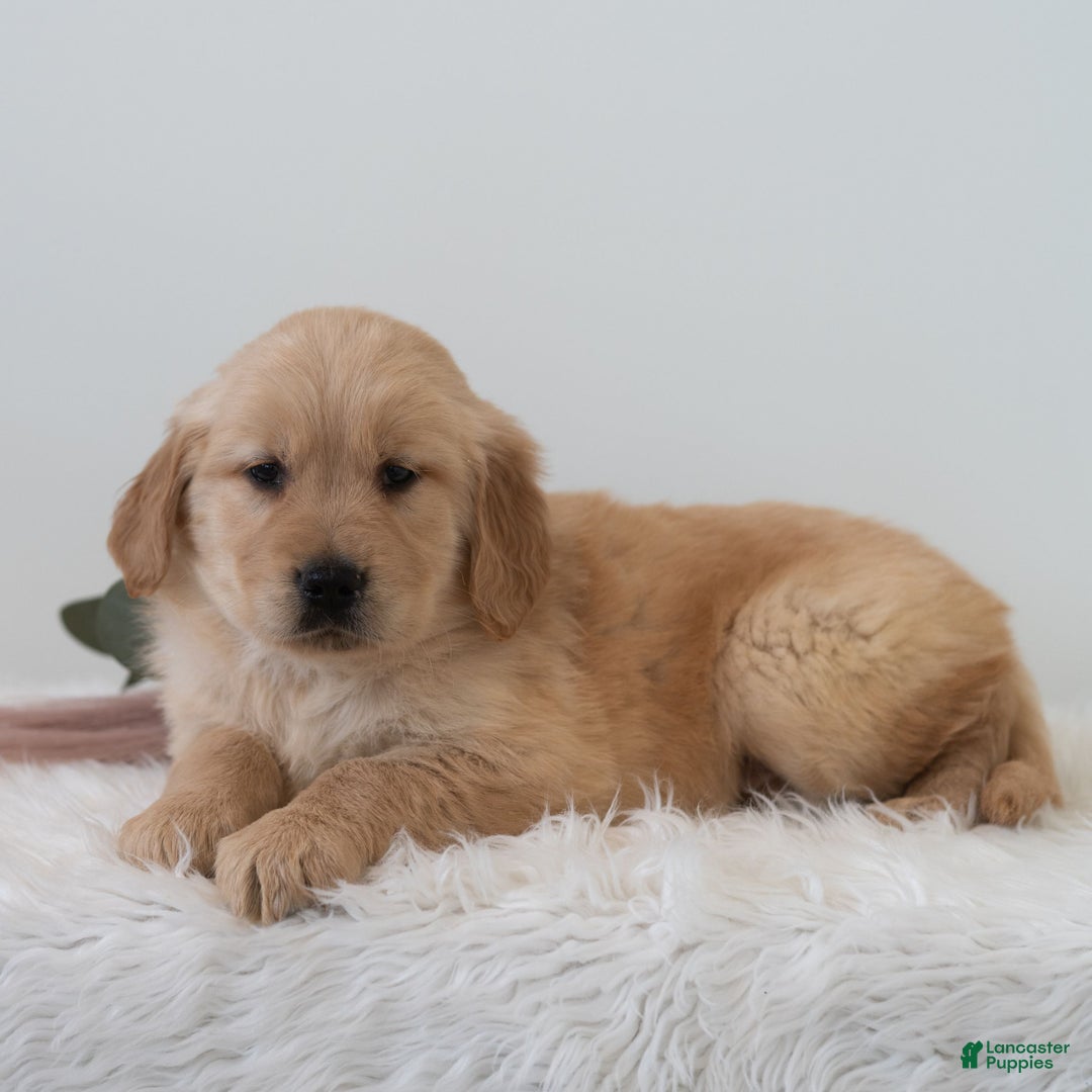 Golden Retriever dogs for sale: Sherlock  - Ad 2