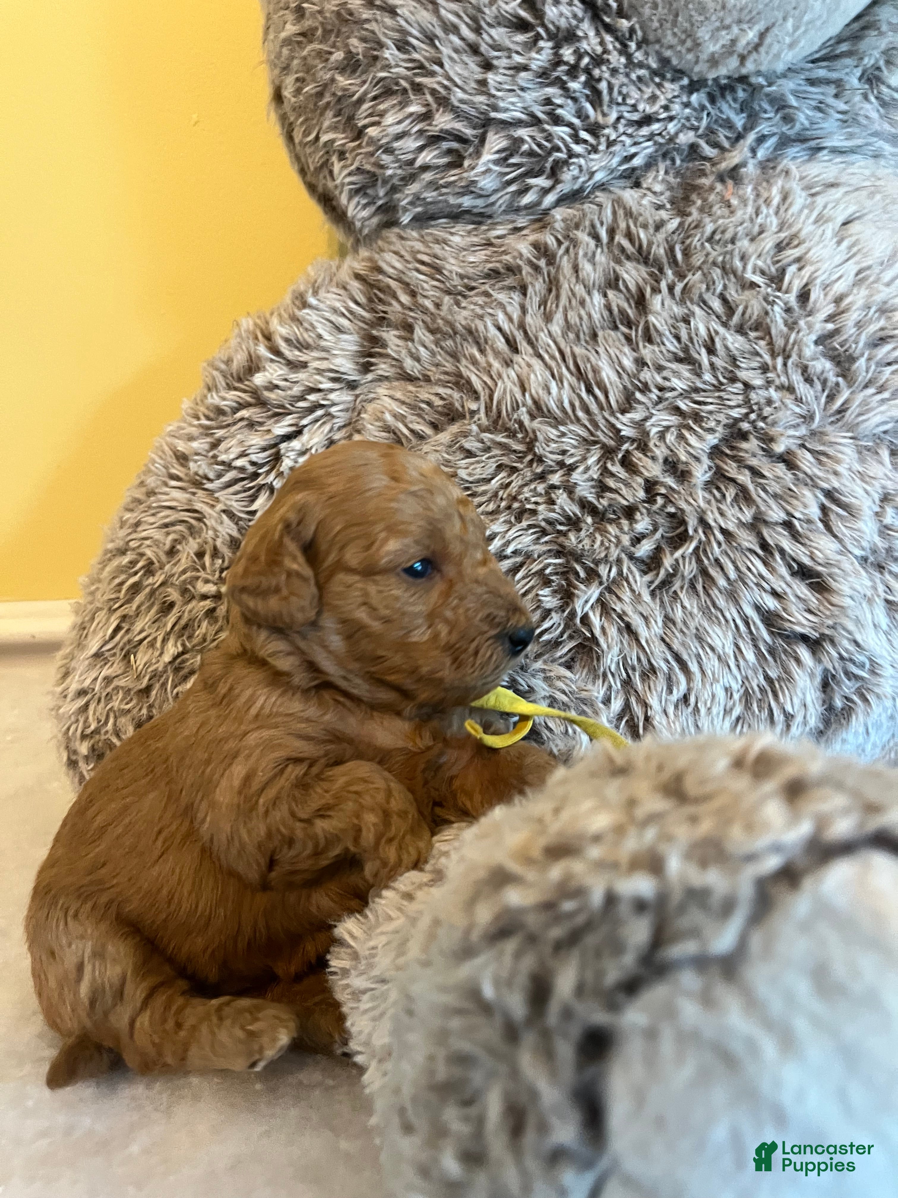 Mini Goldendoodle dogs Poptart - Ad 3