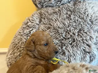 Mini Goldendoodle dogs Poptart - Ad 4