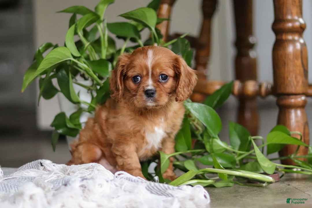 Cavalier King Charles Spaniel dogs for sale: Riley - Ad 9