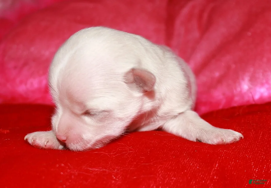 Maltese dogs for sale: KiKi - Ad 1