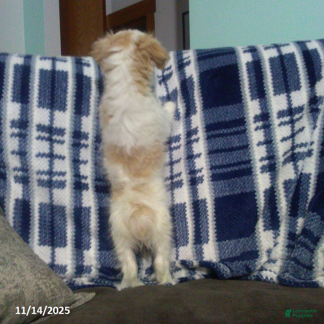 Cavapoo dogs for sale: Goldie - Ad 4